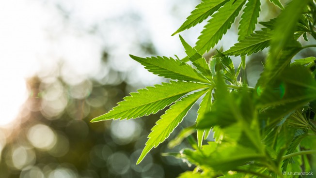 Cannabis, Pflanze, Drogen, FDP, Bundesparteitag