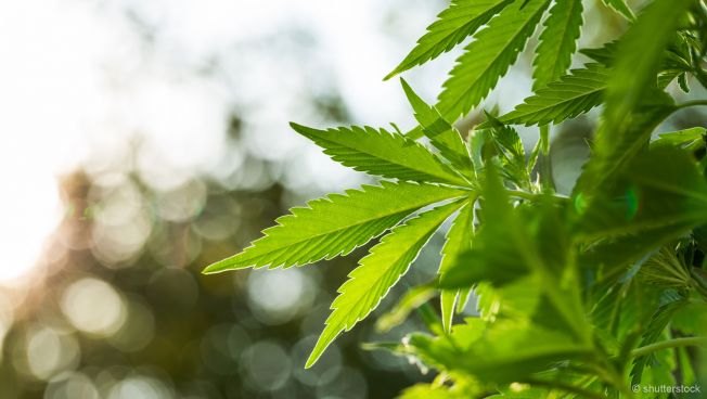 Die Freien Demokraten fordern die Legalisierung des Cannabis-Konsums
