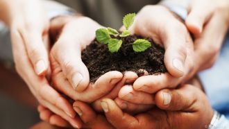 Hände halten Pflanze: Unternehmen sollen ein Energie- oder Umweltmanagement-System betreiben