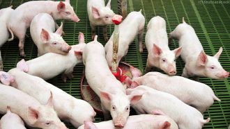 Schweine: Die Koalition hat den Tierschutz nachhaltig verbessert